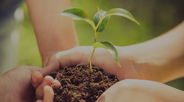 Children Holding Young Plant In Hands