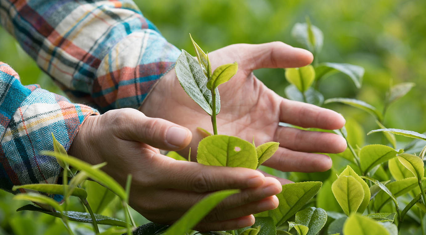 Hands Protect Tea Leaves In Spring